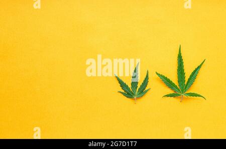 Feuille de chanvre verte sur fond jaune. Plante de marijuana médicale. Cannabis Sativa. Longue bannière tendance avec espace de copie. Légaliser les mauvaises herbes. Banque D'Images