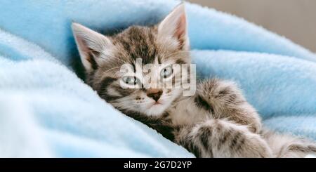 Tabby chaton gris couché sur le dos. Animal de compagnie animal de mammifères de chat avec le visage intéressé regard sur l'appareil photo. Petit chaton gris à la maison sur la couleur Banque D'Images