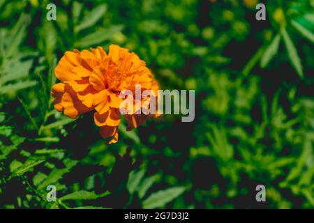 Belle fleur orange Tagetes pendant une journée ensoleillée Banque D'Images