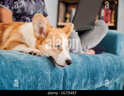 Vue latérale du chien corgi allongé sur un canapé bleu, ennuyeux et attendant que la personne soit prête à faire attention ou à jouer avec lui. L'homme travaille sur un ordinateur portable et s'assoit sur un canapé avec son animal de compagnie. Concept de temps libre. Banque D'Images