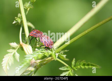 Gros plan des insectes à rayures italiennes (Graphosoma italicum) qui se sont accouplés à une plante de persil de vache (Anthriscus sylvestris) Banque D'Images