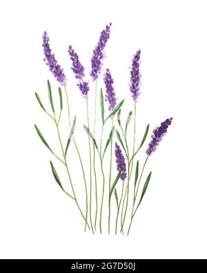 Illustration aquarelle de la lavande. Aquarelle. Illustration vectorielle. Illustration pour cartes de vœux, invitations et autres projets d'impression. Illustration vectorielle Illustration de Vecteur