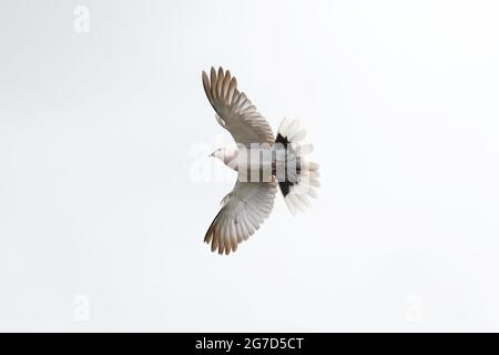 Pigeon de bois commun, columba palumbus, Columbidae, Aves la maison commune Martin, Delichon Urbicon, Hirundinidae, Aves photo d'Antony Thompson - Th Banque D'Images