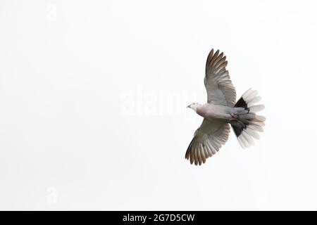 Pigeon de bois commun, columba palumbus, Columbidae, Aves la maison commune Martin, Delichon Urbicon, Hirundinidae, Aves photo d'Antony Thompson - Th Banque D'Images