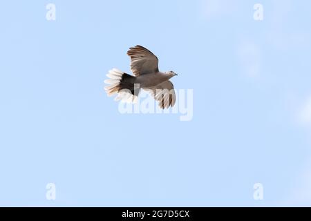 Pigeon de bois commun, columba palumbus, Columbidae, Aves la maison commune Martin, Delichon Urbicon, Hirundinidae, Aves photo d'Antony Thompson - Th Banque D'Images