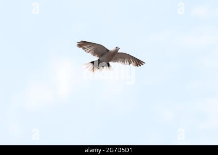 Pigeon de bois commun, columba palumbus, Columbidae, Aves la maison commune Martin, Delichon Urbicon, Hirundinidae, Aves photo d'Antony Thompson - Th Banque D'Images