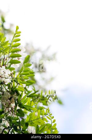 Fleurs fleuries d'acacia blanc dans un parc au printemps. Banque D'Images