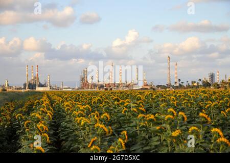 L'agriculture et les terres agricoles en face des Fils et des cheminées de l'usine pétrochimique photographiées à srael, baie de Haïfa Banque D'Images