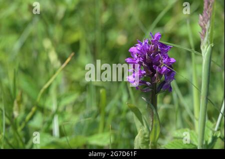 Orchidée de marais de mer Baltique (Dactylorhiza curvifolia), fleur sauvage rare avec inflorescence pourpre poussant dans l'herbe d'une prairie humide près de Schwerin Banque D'Images