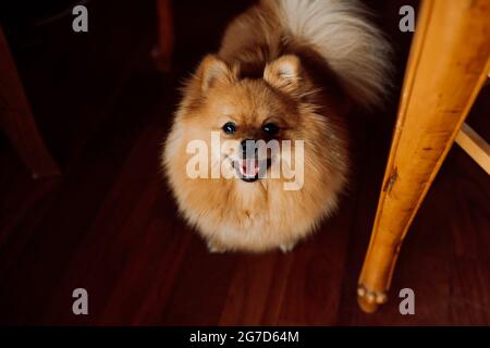 Le Spitz à tête rouge pour chien se tient sur un sol en bois qui colle joyeusement à la langue Banque D'Images