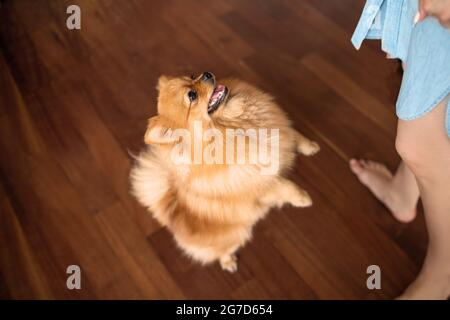 Le Spitz à tête rouge de chien se tient sur un sol en bois, en collant joyeusement la langue près de ses jambes de propriétaire Banque D'Images