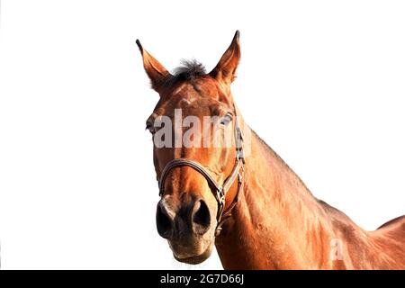 Portrait d'une jument de baie dans un halter en cuir sur fond blanc Banque D'Images