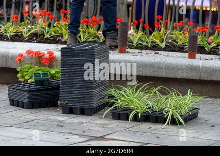 Londres, Royaume-Uni. 13 juillet 2021. Leicester Square Gardens replanté après avoir été écrasé par des fans de football écossais et anglais lors des championnats de l'UEFA Euro 2020. (Photo par Dave Rushen/SOPA Images/Sipa USA) crédit: SIPA USA/Alay Live News Banque D'Images