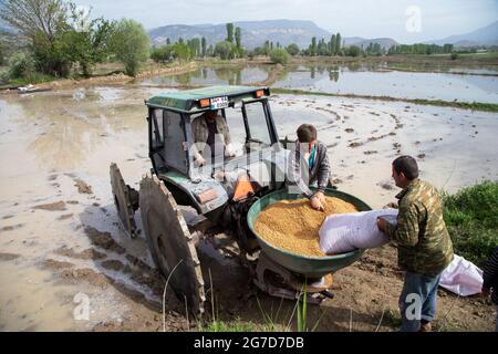 Nallihan,Ankara,Turquie - 05-13-2016:les travailleurs avec tracteur plantent des semences de riz dans le paddy Banque D'Images
