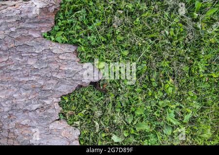 Morceau d'écorce d'arbre avec texture naturelle rugueuse sur l'herbe verte. Banque D'Images