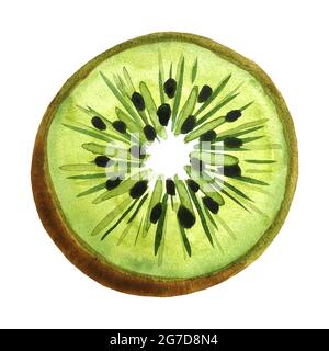 Kiwi, kiwi coupé, milieu du fruit, dessin à la main, aquarelle. Isolé sur fond blanc, illustration vectorielle. Illustration de Vecteur