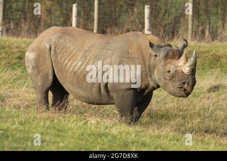 Le rhinocéros noir de l'Est Banque D'Images