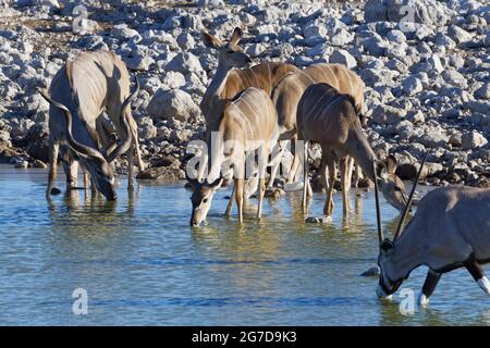 Grand kudus (Tragelaphus strepsiceros), homme adulte avec des femelles et des jeunes buvant, gemsbok (Oryx gazella) buvant devant, Etosha NP, Namibie Banque D'Images