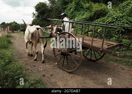 11 juillet 2021 à Mardhe Village, Satara, Inde, Village Bullock chariot avec homme non identifié le matin, mode de vie rural. Scène du village indien, Beautif Banque D'Images