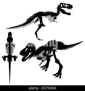 Ensemble avec silhouettes de squelette de dinosaure dans différentes positions isolées sur fond blanc. Illustration vectorielle. Illustration de Vecteur