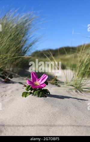 Fleurs dans la région des dunes. Hanche rose poussant sur le sable. Banque D'Images