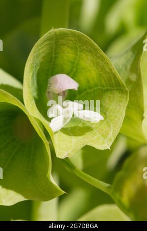 Cloches d'Irlande (Moluccella laevis) Banque D'Images