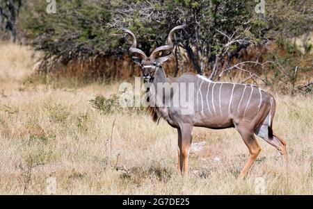 Grand Kudu en Namibie, Etosha NP, Tragelaphus strepsiceros Banque D'Images