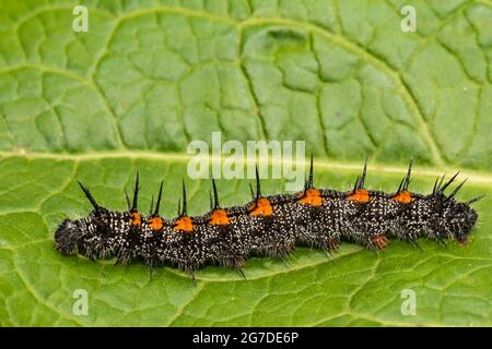 Chenille de calaque en deuil (Nymphalis antiopa) Banque D'Images