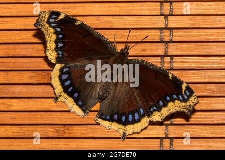 Mourning Cloak (Nymphalis antiopa) papillon Banque D'Images