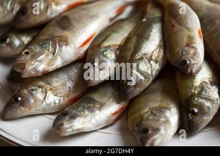 Poissons de Persico, poissons traditionnels du lac de Côme, Lombardie, Italie, Europe Banque D'Images