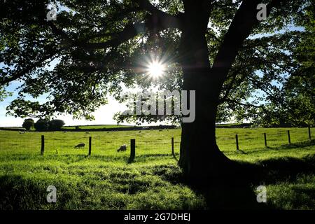 Des moutons se broutent dans un champ à Huntington, dans le Herefordshire, en Angleterre. Le soleil d'été brille fortement à travers les feuilles d'un grand sycomore Banque D'Images