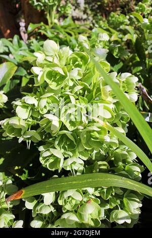 L'hellébore vert Helleborus Viridis ou Banque D'Images