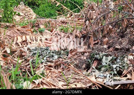 Monticules de feuilles et de brindilles sèches qui ont été coupées et laissées à dorer sec dans le jardin. Banque D'Images