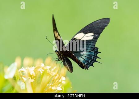 Un papillon coloré sur une haie Ixora avec un fond vert lisse. Papillon tropical et fleurs jaune vif. Banque D'Images