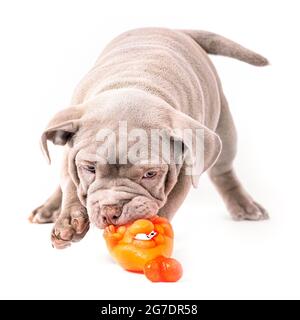 Un chiot Bully américain de couleur violette joue avec un jouet en plastique. Isolé sur un fond blanc Banque D'Images