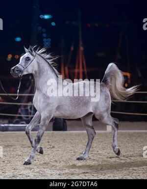 Pur cheval arabe - QATAR Banque D'Images