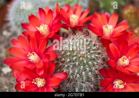 Fleurs rouges de Rebutia fiebrigii cactus Banque D'Images