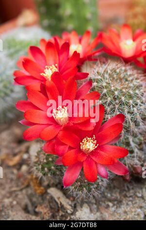 Fleurs rouges de Rebutia fiebrigii cactus Banque D'Images