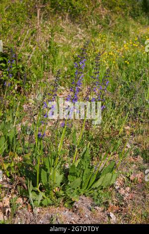 Inflorescence violet de Salvia pratensis Banque D'Images