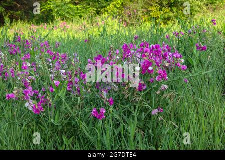 Pea éternel (Lathyrus latifolius), floraison dans le pré, E USA, par James D. Coppinger/Dembinsky photo Assoc Banque D'Images