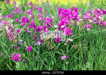 Pea éternel (Lathyrus latifolius), floraison dans le pré, E USA, par James D. Coppinger/Dembinsky photo Assoc Banque D'Images