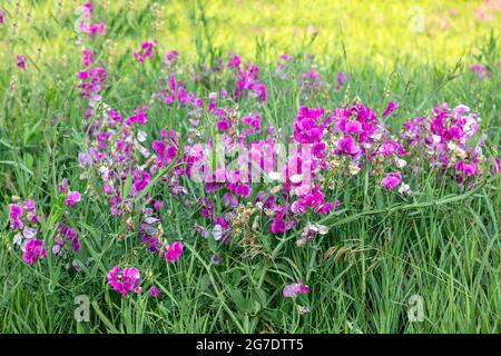 Pea éternel (Lathyrus latifolius), floraison dans le pré, E USA, par James D. Coppinger/Dembinsky photo Assoc Banque D'Images