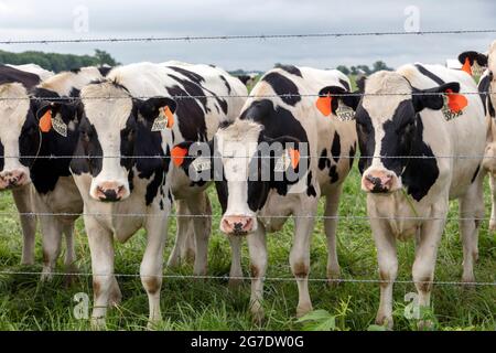 Vaches Holstein dans les pâturages, ferme Amish, été, Indiana, États-Unis, Par James D Coppinger/Dembinsky photo Assoc Banque D'Images