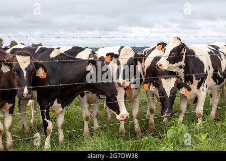 Vaches Holstein dans les pâturages, ferme Amish, été, Indiana, États-Unis, Par James D Coppinger/Dembinsky photo Assoc Banque D'Images