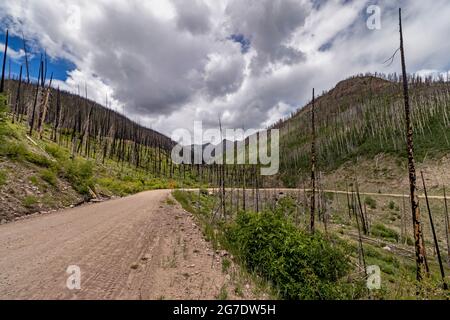 Image paysagée d'une route forestière rocheuse de la montagne et d'arbres du Colorado détruits et/ou étouffés par un feu de forêt ou des incendies. Banque D'Images