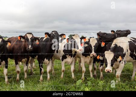 Vaches Holstein dans les pâturages, ferme Amish, été, Indiana, États-Unis, Par James D Coppinger/Dembinsky photo Assoc Banque D'Images
