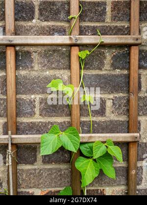 Plante de haricots grimpant sur un treillis en bois Banque D'Images