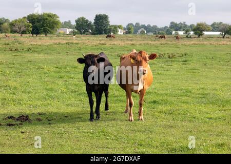 Jersey Cow et jeune taureau dans le pâturage, ferme Amish, été, Indiana, États-Unis, Par James D Coppinger/Dembinsky photo Assoc Banque D'Images