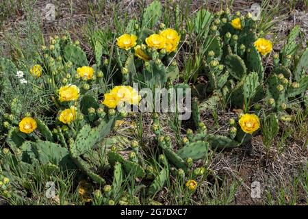 Pickly Pear cactus in Bloom (Opuntia humifusa), Indiana, Michigan, États-Unis, par James D Coppinger/Dembinsky photo Assoc Banque D'Images