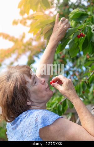Une femme âgée mange une cerise mûre, la cueillant dans un arbre en été dans le jardin. Délicieuses vitamines saines. Banque D'Images